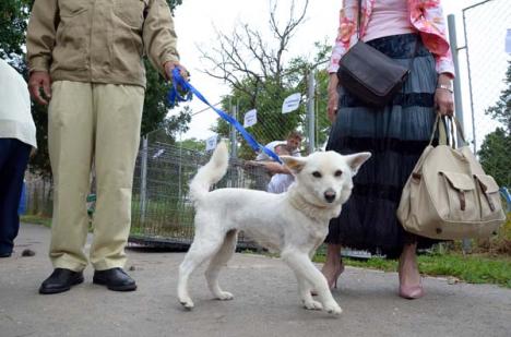 Operaţiunea castrarea: Bolojan a pus gând rău câinilor din Zona Metropolitană